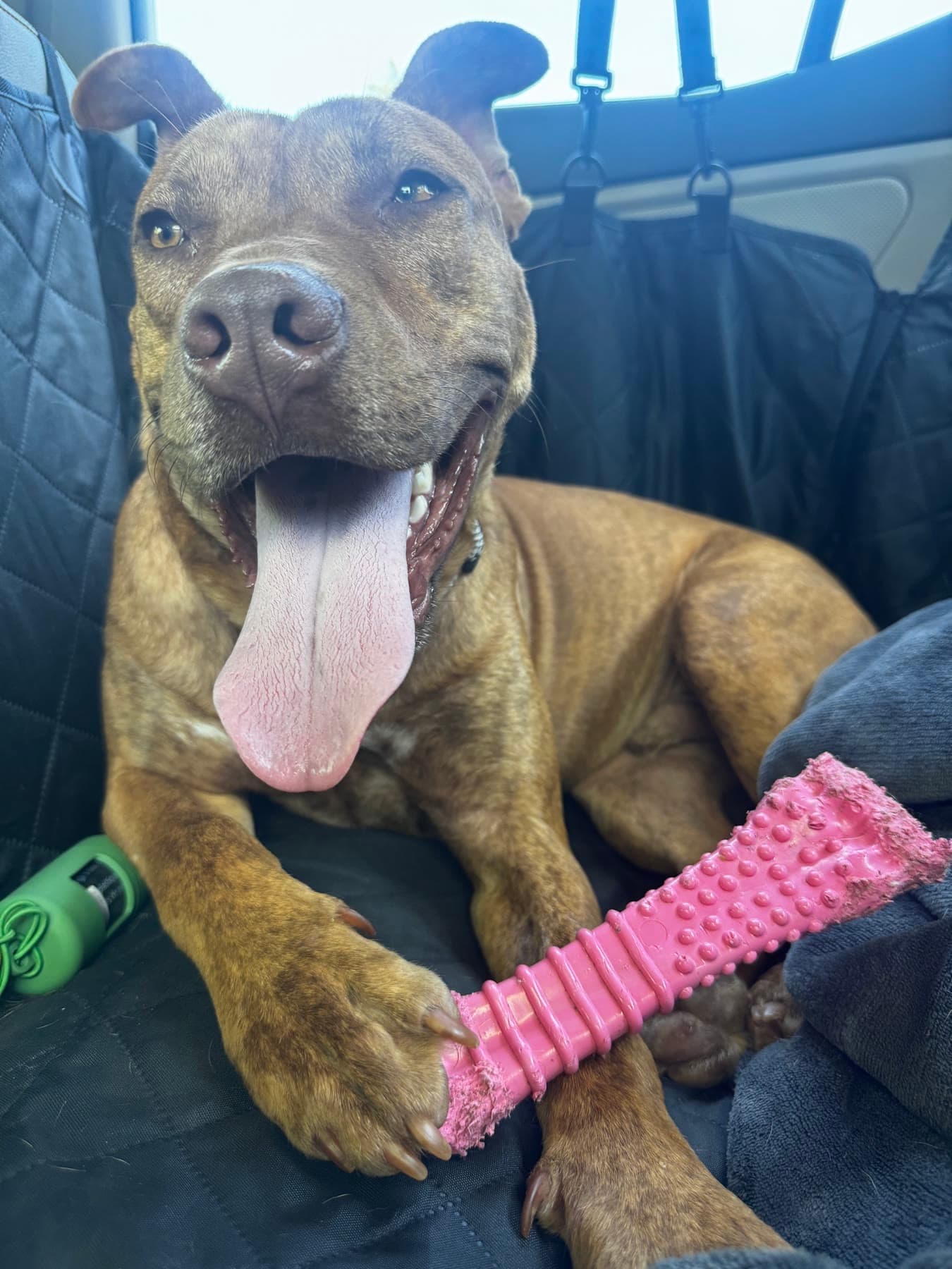 Red relaxing in the back seat of a car with his pink chew toy